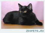 Котята британские и шотландские страйт ЧЕРНОГО окраса.