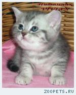 Британские котята вискас из питомника VIVIAN.