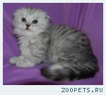 шотландские вислоухие  котята
