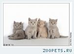 британские короткошерстные котята