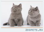 Британская КОШЕЧКА голубого окраса