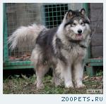 найден маламут