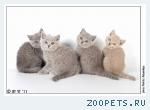 Клубные британские котята