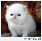 Продаются клубные персидские котята колор-поинт