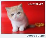 Экзотические котята(персы с короткой шерстью)