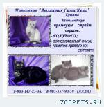Котята шотландские Прямоухие страйт.