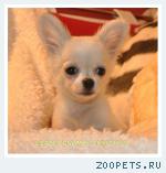 щенки чихуахуа