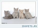 плюшевые британские котята