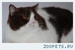 отдается британский кот