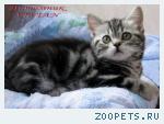 Британские мрамоные котята  из питомника VIVIAN.