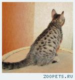 Бенгальские котята