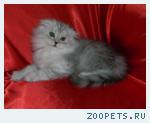 шотландские вислоухие  котята хайленд