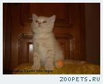 Британские клубные котята