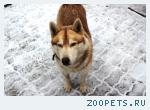 найден хаски