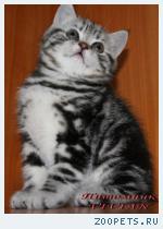 Британские мрамоные котята  из питомника VIVIAN.