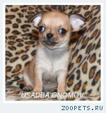 Щенки чихуахуа