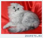 Шотландские вислоухие котята Хайленд ФОЛД