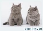 Британские котята