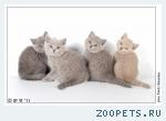 плюшевые британские котята