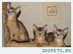 Абиссинский котик подрощенный.