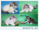 Персидские и экзотические котята.