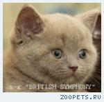 Британские котята питомника "Британская Симфония".