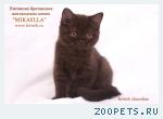 Британские котята