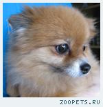 Домашняя передержка для животных.Выгул собак.Уход за животными