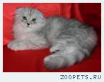  Хайленд ФОЛД - Шотландские вислоухие котята