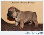 Французский бульдог. Щенки разного окраса