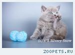 Ищете, где купить британского котенка?