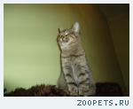 найден котик