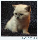 Британские котята редких окрасов