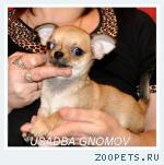 ЩЕНКИ ЧИХУАХУА