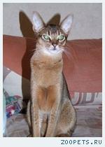 Абиссинский котик подрощенный.