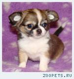 Щенки ЧИХУАХУА, отличный выбор!