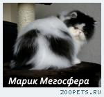 Роскошный персидский котик
