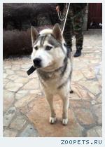 найден хаски
