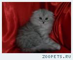 шотландская вислоухая кошечка хайленд