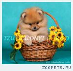 Шпиц померанского типа, щенки