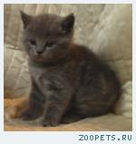 Британские котята редких окрасов