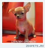 Щенки чихуахуа