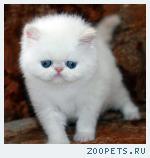 Продаются клубные персидские котята