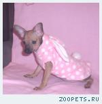 продается девочка русского тоя