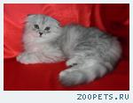 Шотландская вислоухая КОШЕЧКА Хайленд Фолд