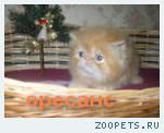 Продаются клубные персидские котята
