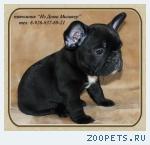 Французский бульдог. Щенки разного окраса