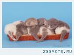 Британские котята питомника