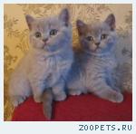 Британские котята шоколадного и лилового окраса