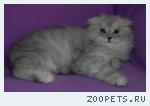 Шотландская вислоухая КОШЕЧКА Хайленд Фолд
